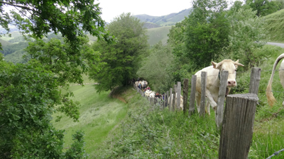Transhumance des vaches vers le plateau